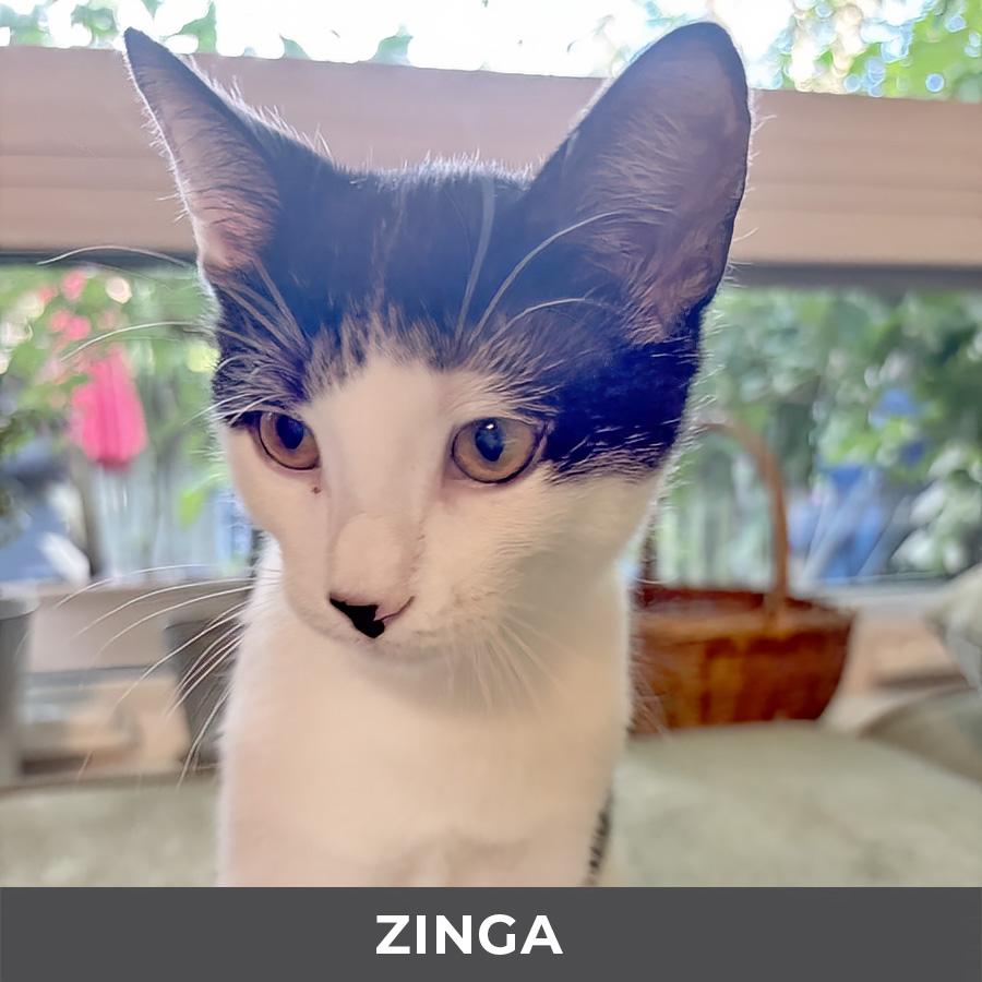 Zinga, Adopted, Kitten Male Domestic Short Hair.