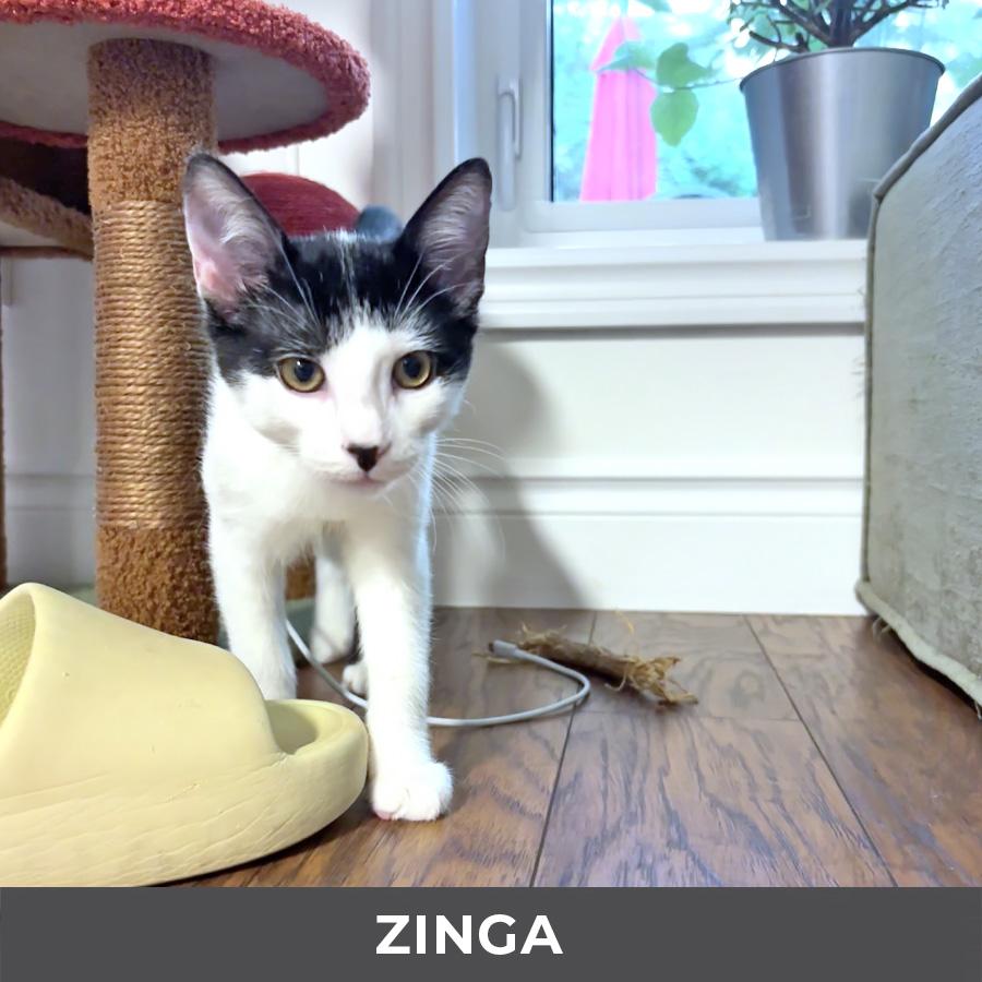 Enlarge Zinga, a Adopted Domestic Short Hair in Etobicoke, ON image 2/2