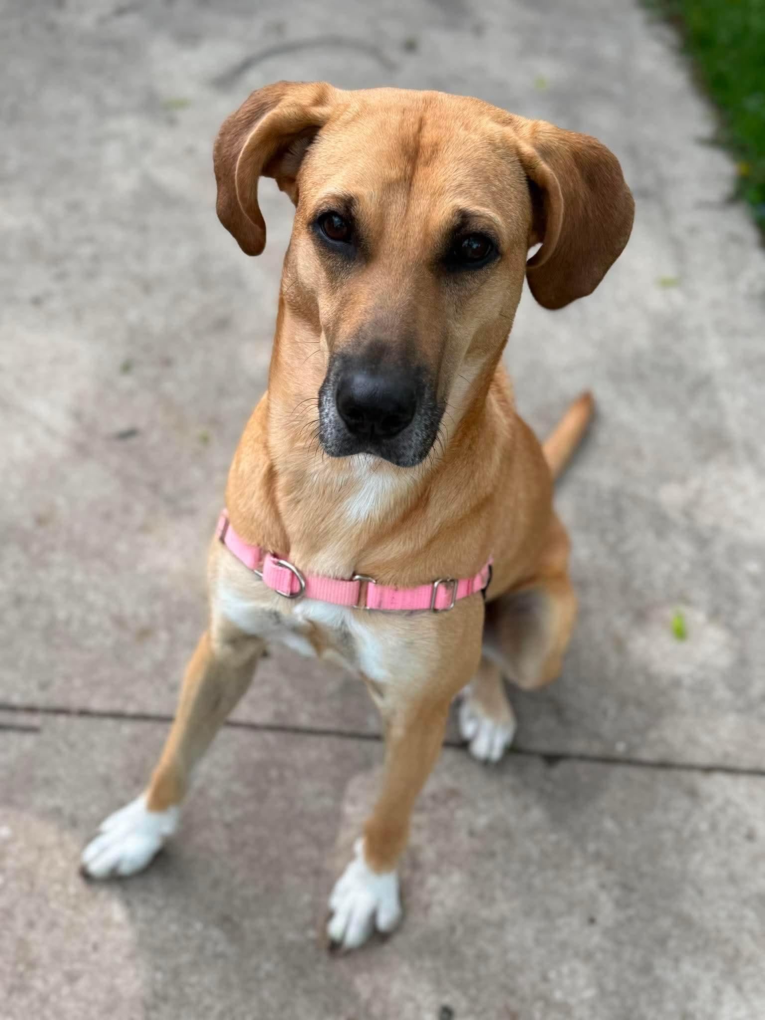 Respie, a ADOPTABLE Mixed Breed in De Pere, WI image 3/3