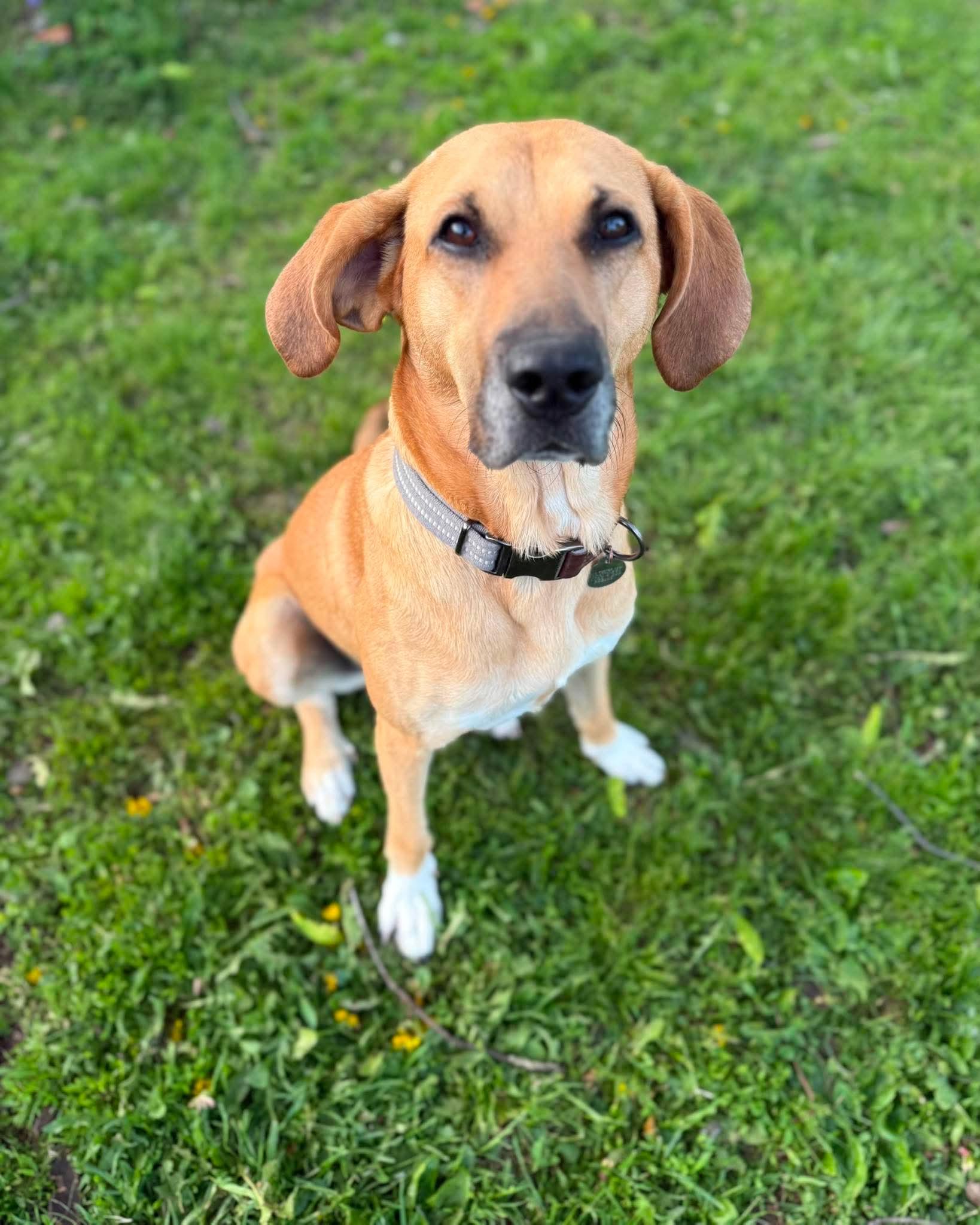Respie, a ADOPTABLE Mixed Breed in De Pere, WI image 2/3
