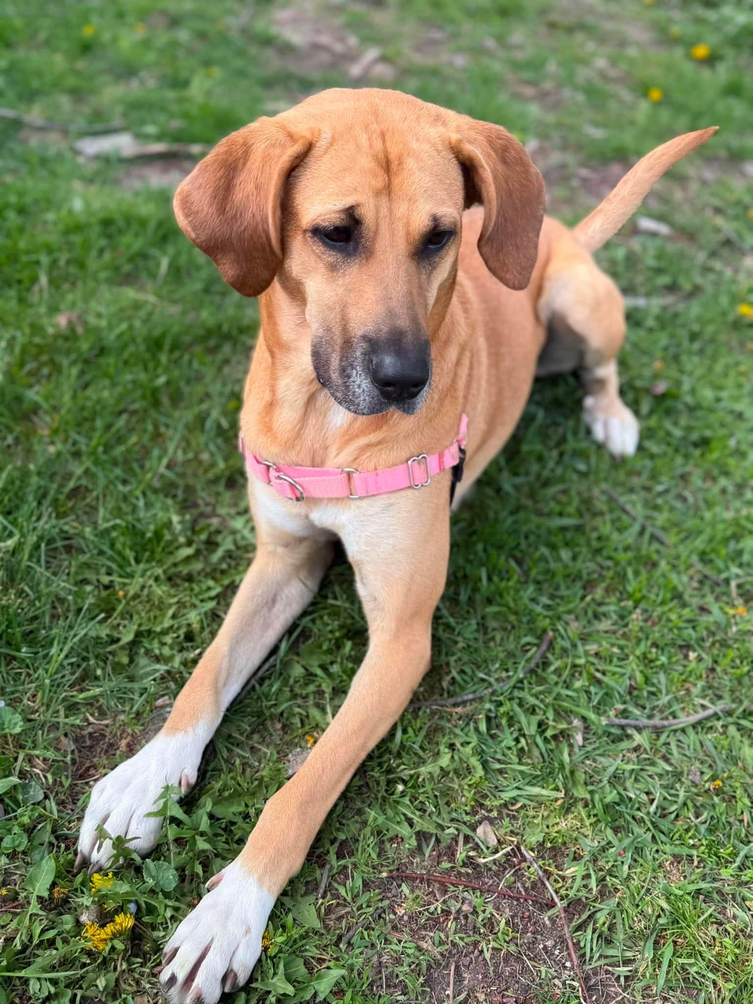 Respie, ADOPTABLE, Adult Female Mixed Breed.