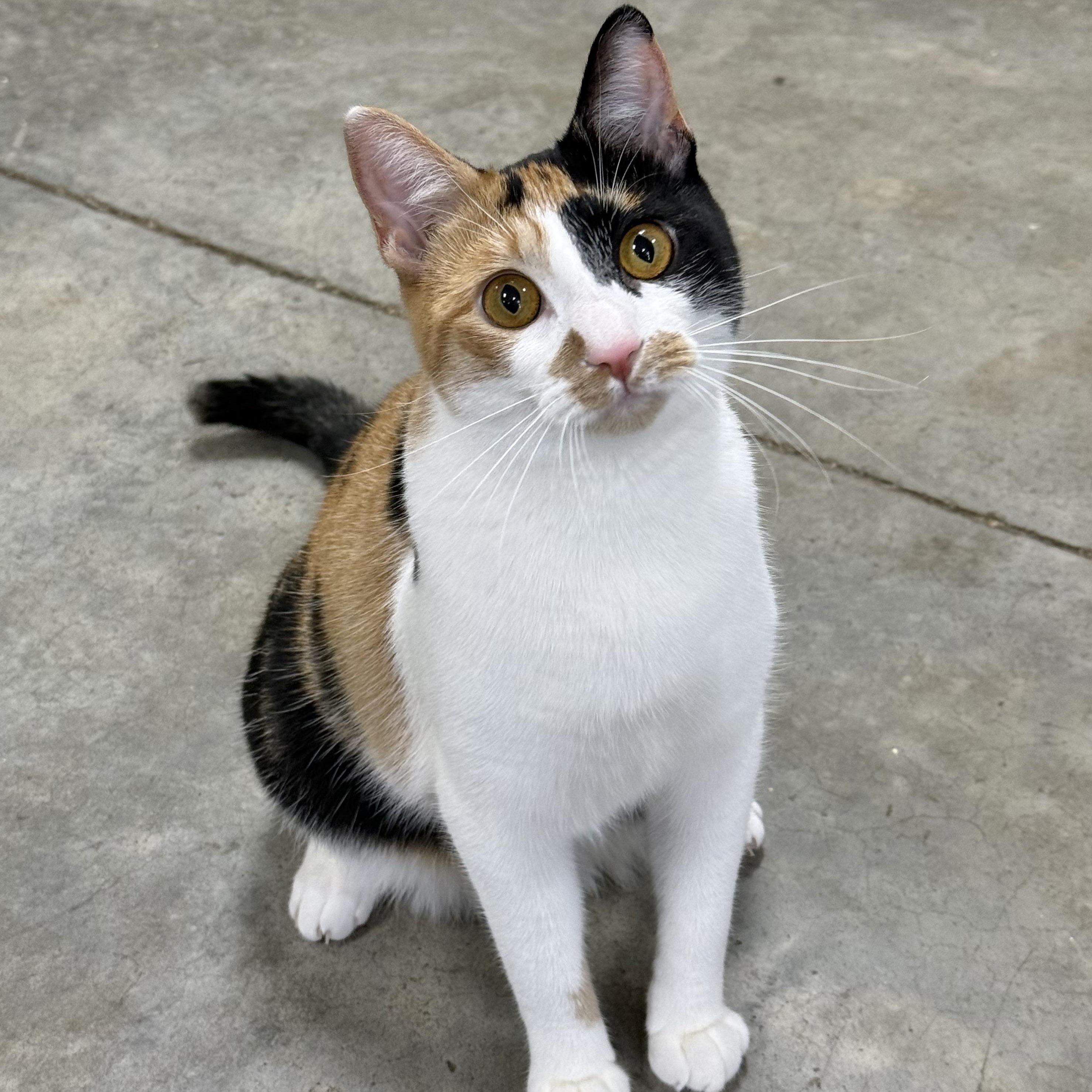 Patty Cake, Adoptable, Young Female Calico.