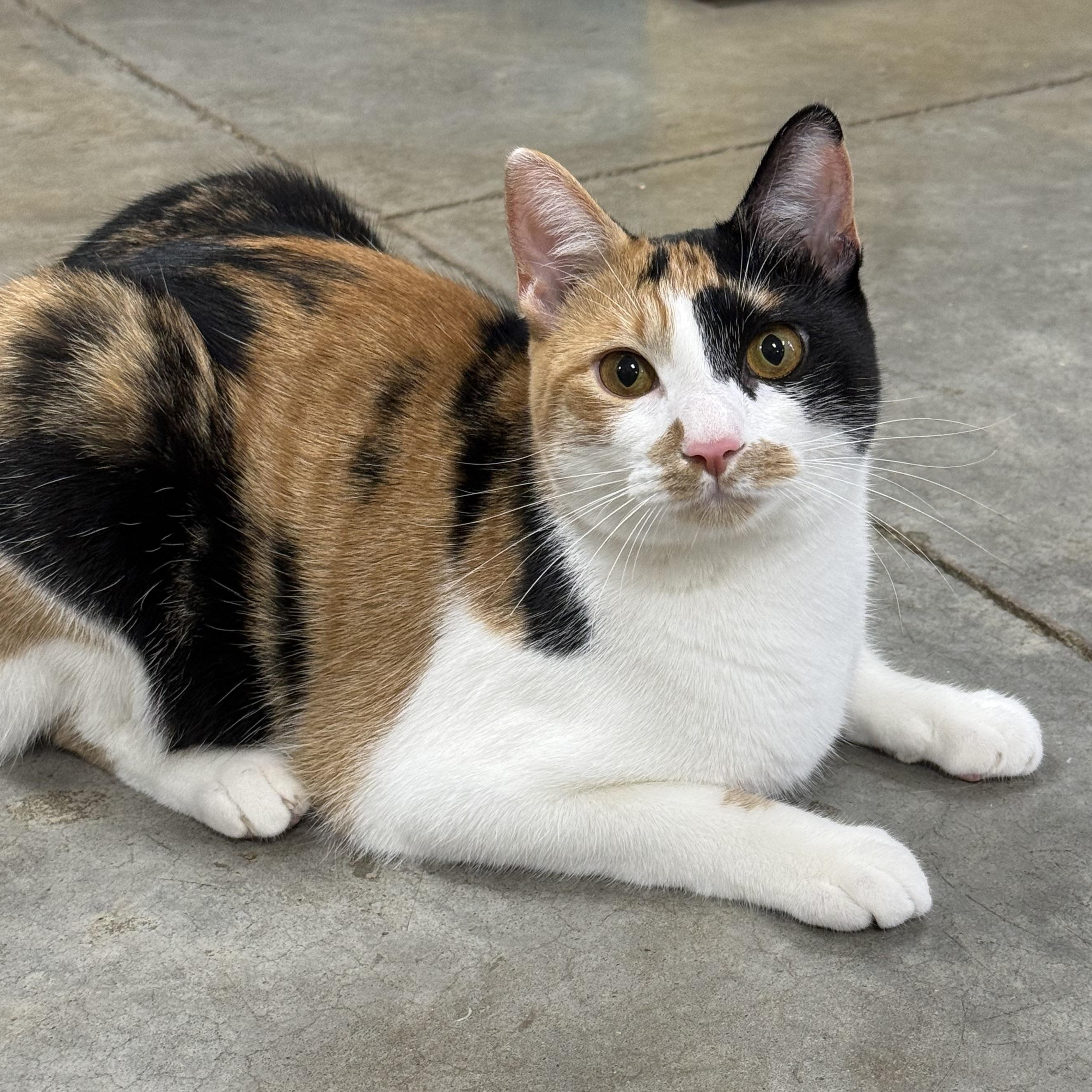 Enlarge Patty Cake, a Adoptable Calico in Collierville, TN image 3/6