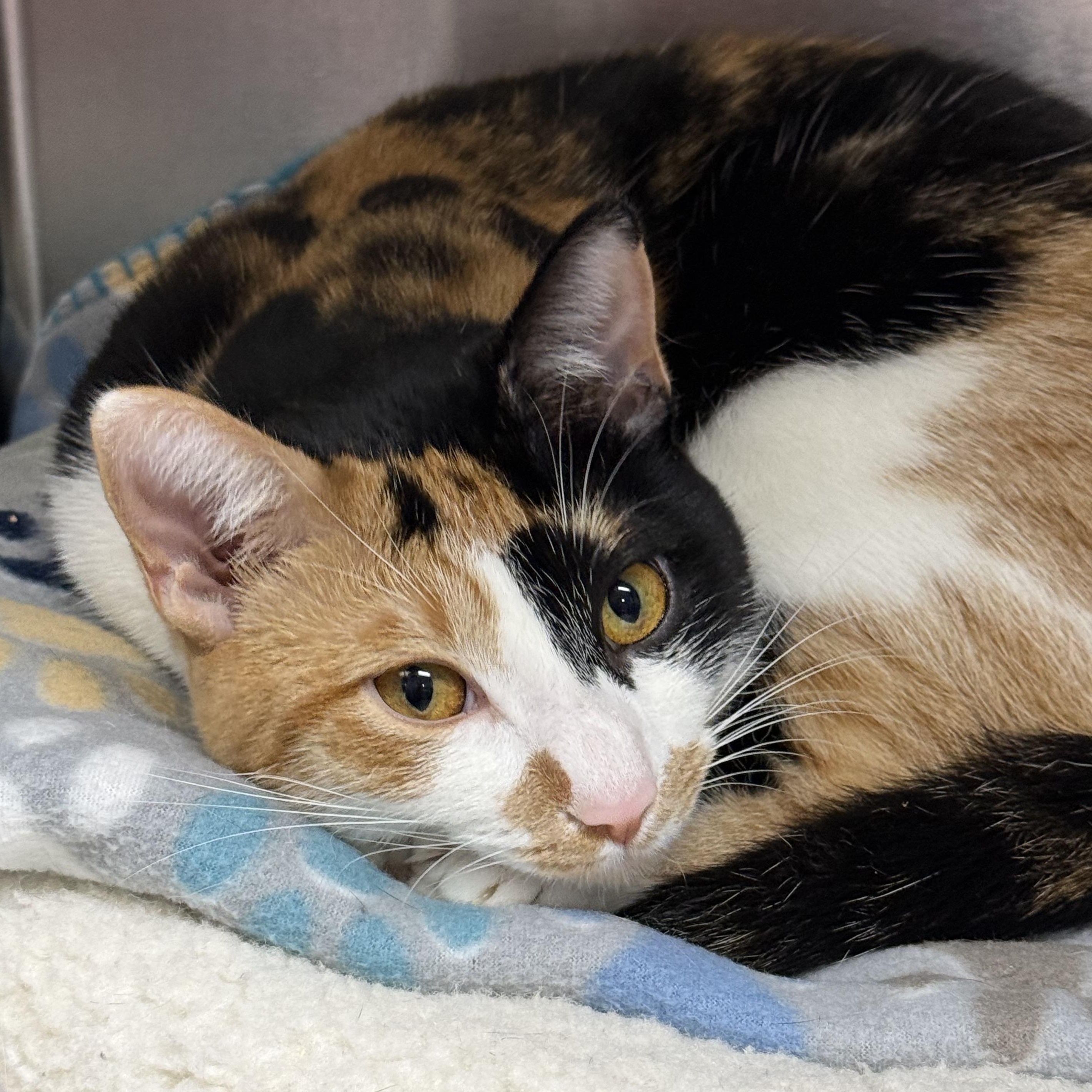 Enlarge Patty Cake, a Adoptable Calico in Collierville, TN image 4/6