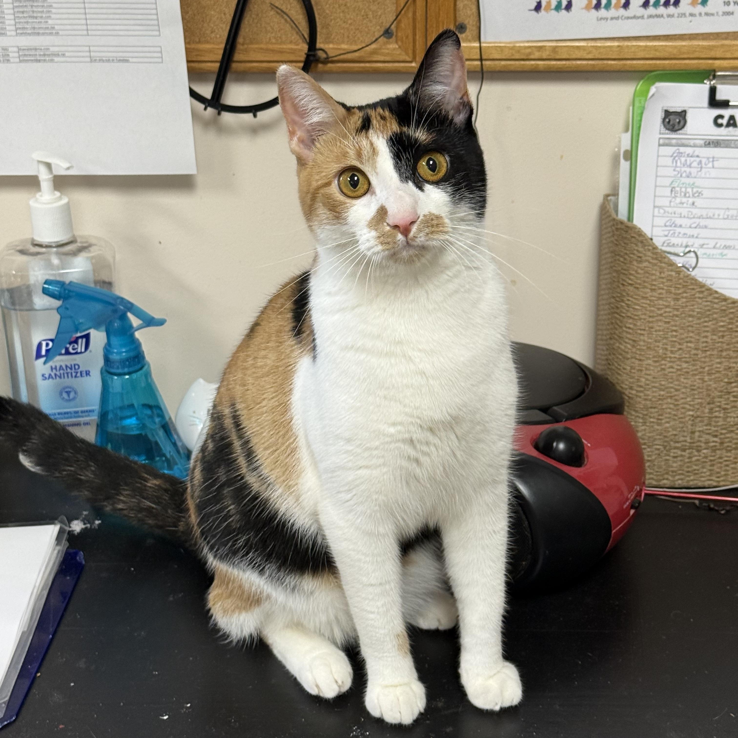 Enlarge Patty Cake, a Adoptable Calico in Collierville, TN image 2/6