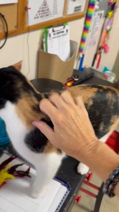 Enlarge Patty Cake, a Adoptable Calico in Collierville, TN video 6/6
