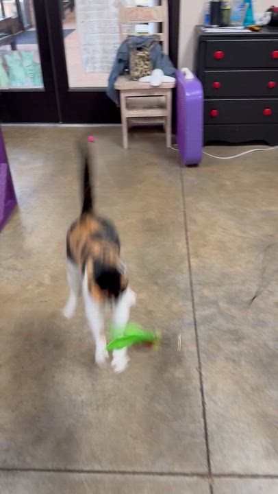Enlarge Patty Cake, a Adoptable Calico in Collierville, TN video 5/6