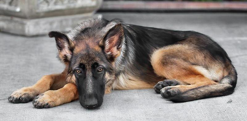 Enlarge Mandy von Moutier, an adoptable German Shepherd Dog in Los Angeles, CA image 5/6