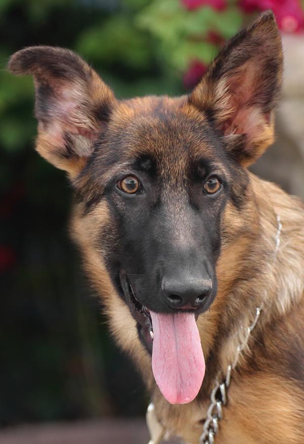Enlarge Mandy von Moutier, an adoptable German Shepherd Dog in Los Angeles, CA image 1/6