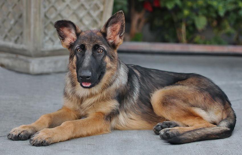 Enlarge Mandy von Moutier, an adoptable German Shepherd Dog in Los Angeles, CA image 3/6