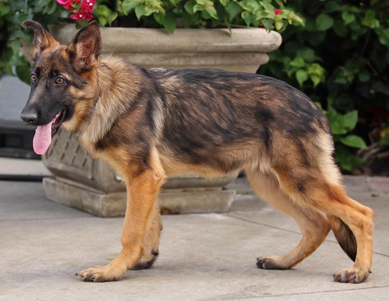 Enlarge Mandy von Moutier, an adoptable German Shepherd Dog in Los Angeles, CA image 6/6