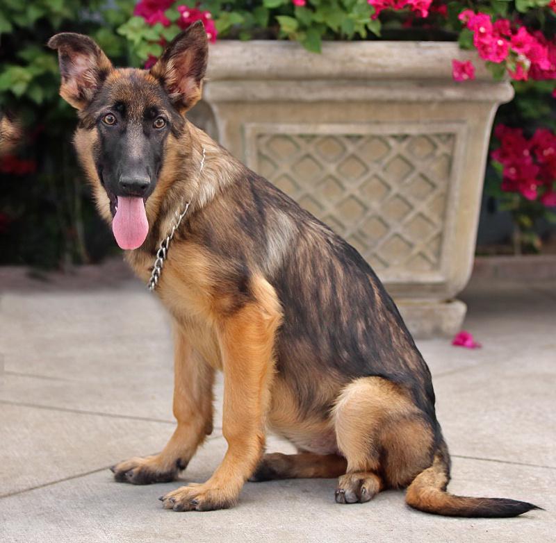 Enlarge Mandy von Moutier, an adoptable German Shepherd Dog in Los Angeles, CA image 4/6