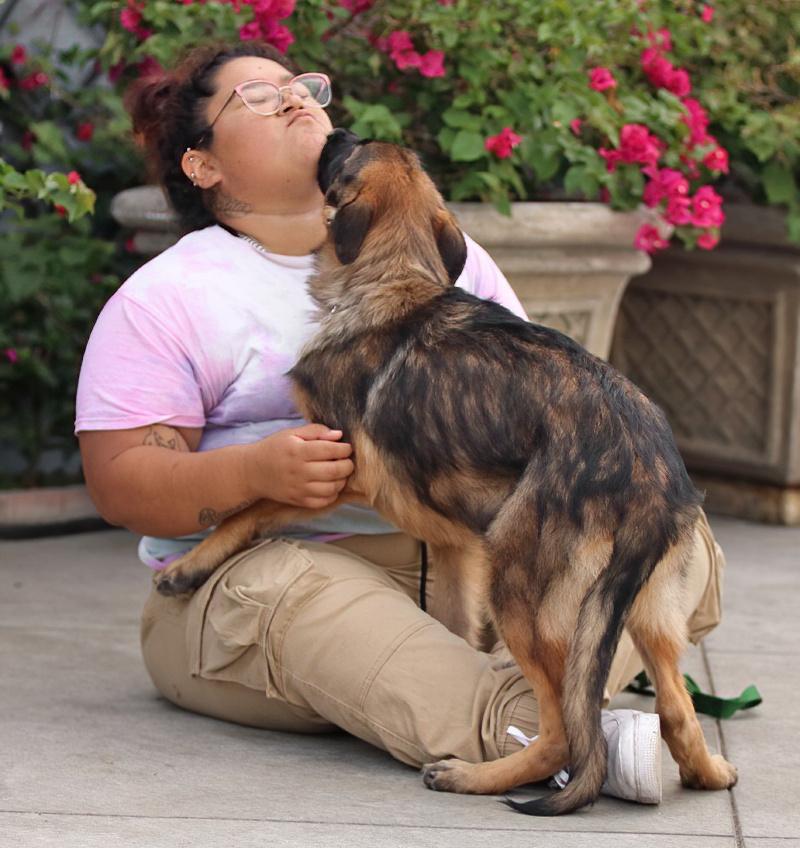 Enlarge Mandy von Moutier, an adoptable German Shepherd Dog in Los Angeles, CA image 2/6