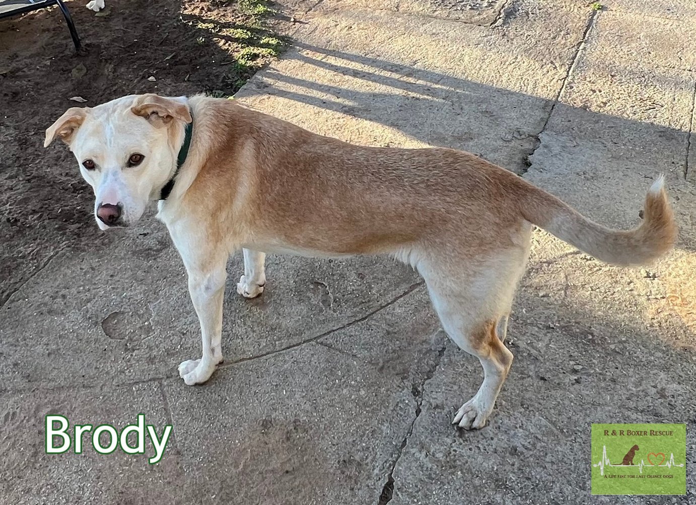 Brody photo 2