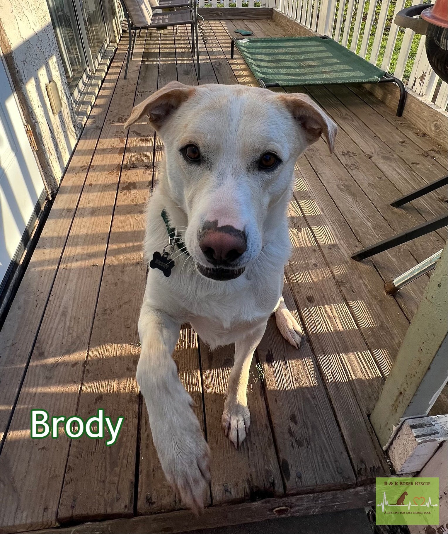 Brody, Young Male Yellow Labrador Retriever