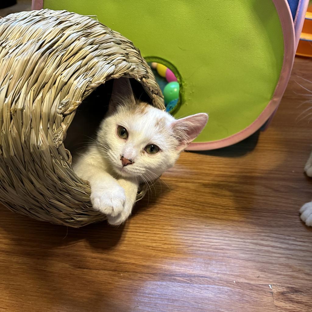 Enlarge Berrykit, a Adoptable Domestic Short Hair in Palmdale, CA image 1/1