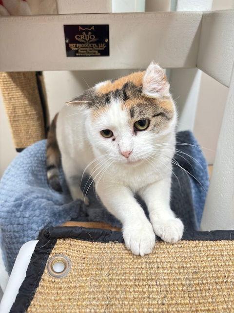 Lovebug, a Adoptable Domestic Short Hair in Holland, MI image 1/3