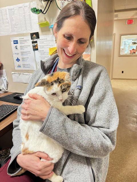 Lovebug, a Adoptable Domestic Short Hair in Holland, MI image 3/3