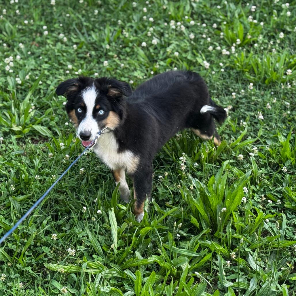 Buddy, Adoptable, Young Male Australian Shepherd.