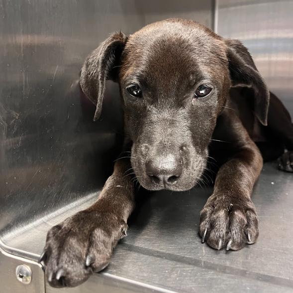 Zuul, Adoptable, Puppy Female Black Labrador Retriever & Shepherd.