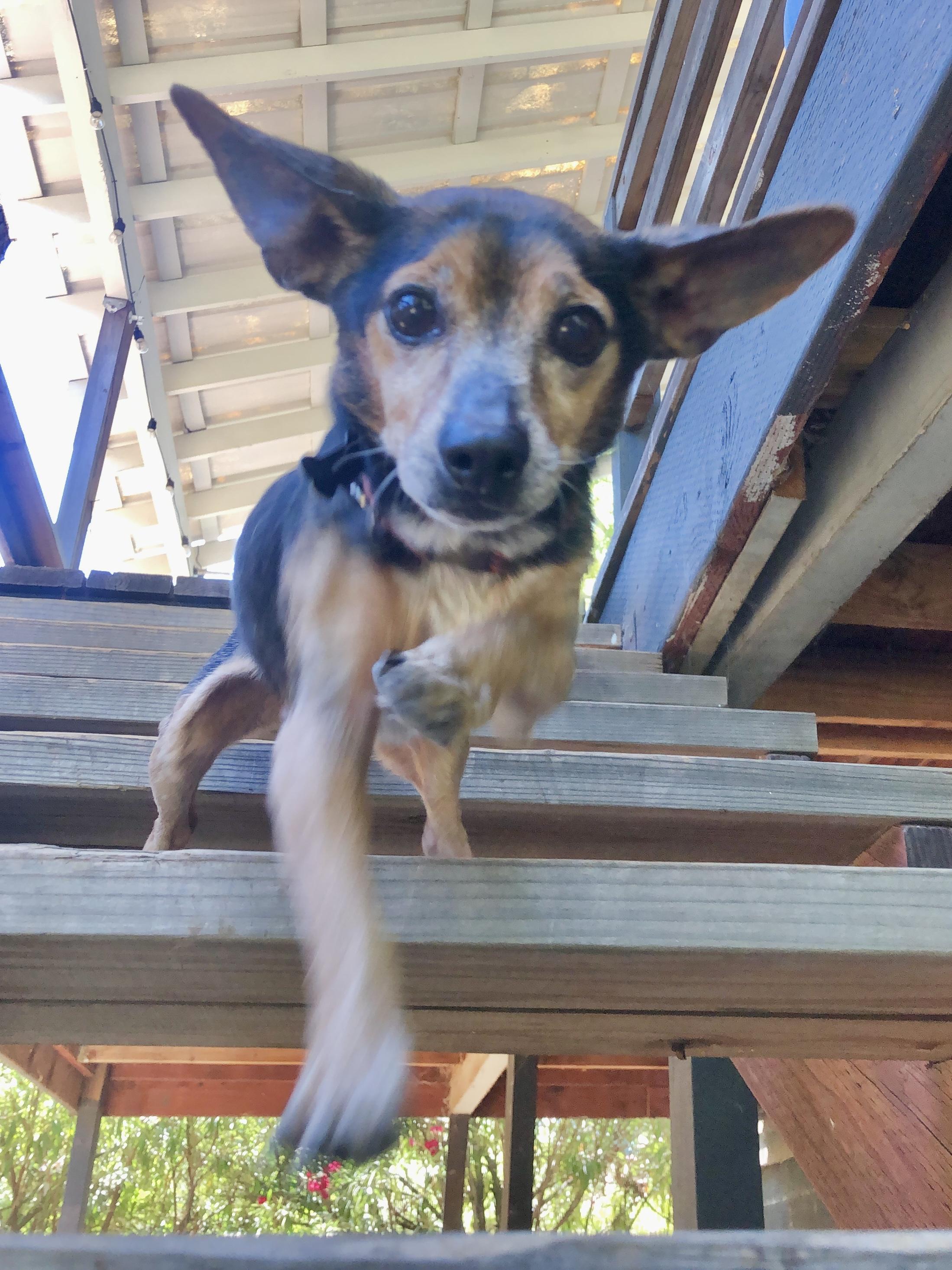 Enlarge Rocco, a Adopted mixed breed in Chico, CA image 6/6