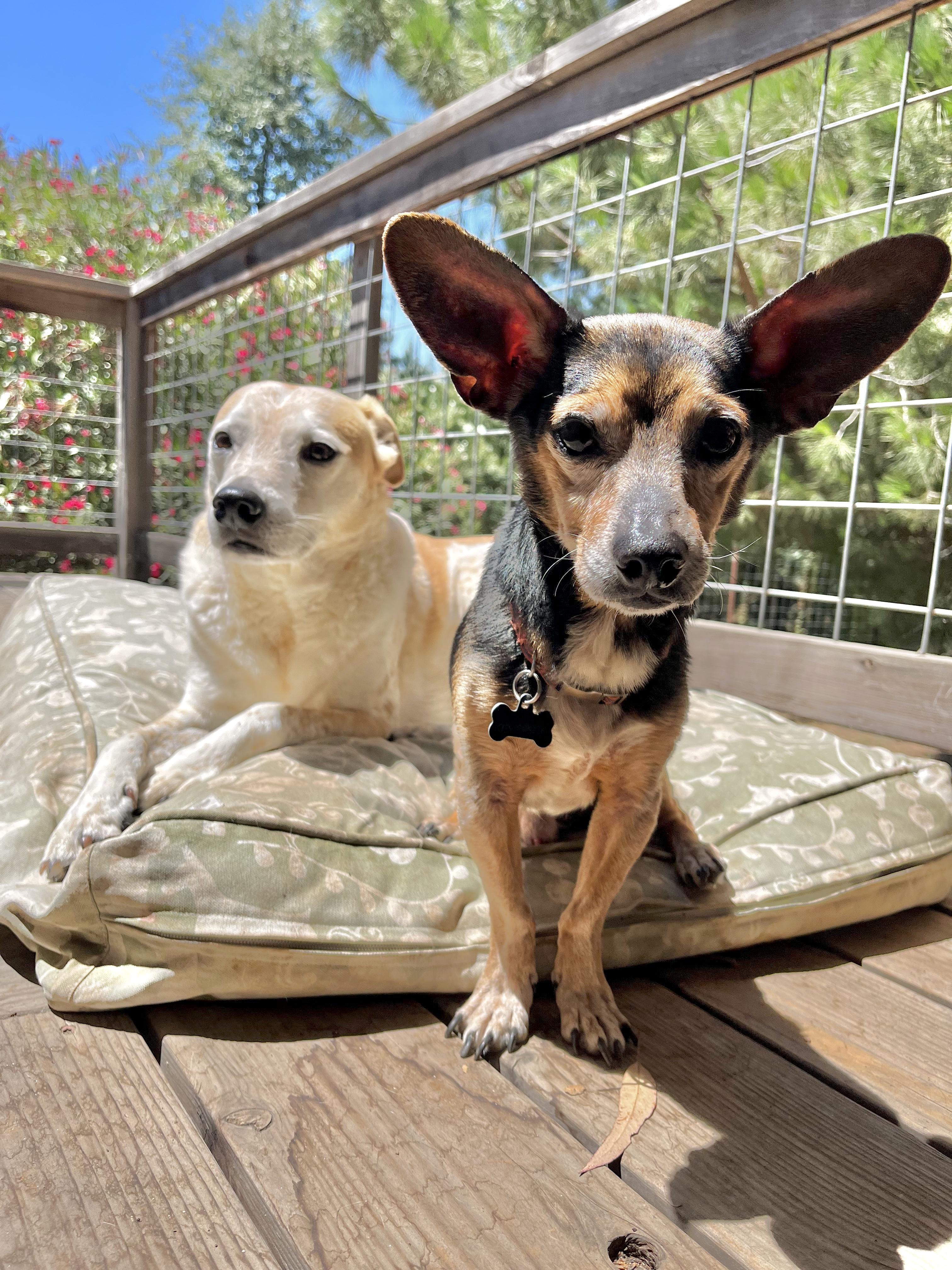 Enlarge Rocco, a Adopted mixed breed in Chico, CA image 3/6