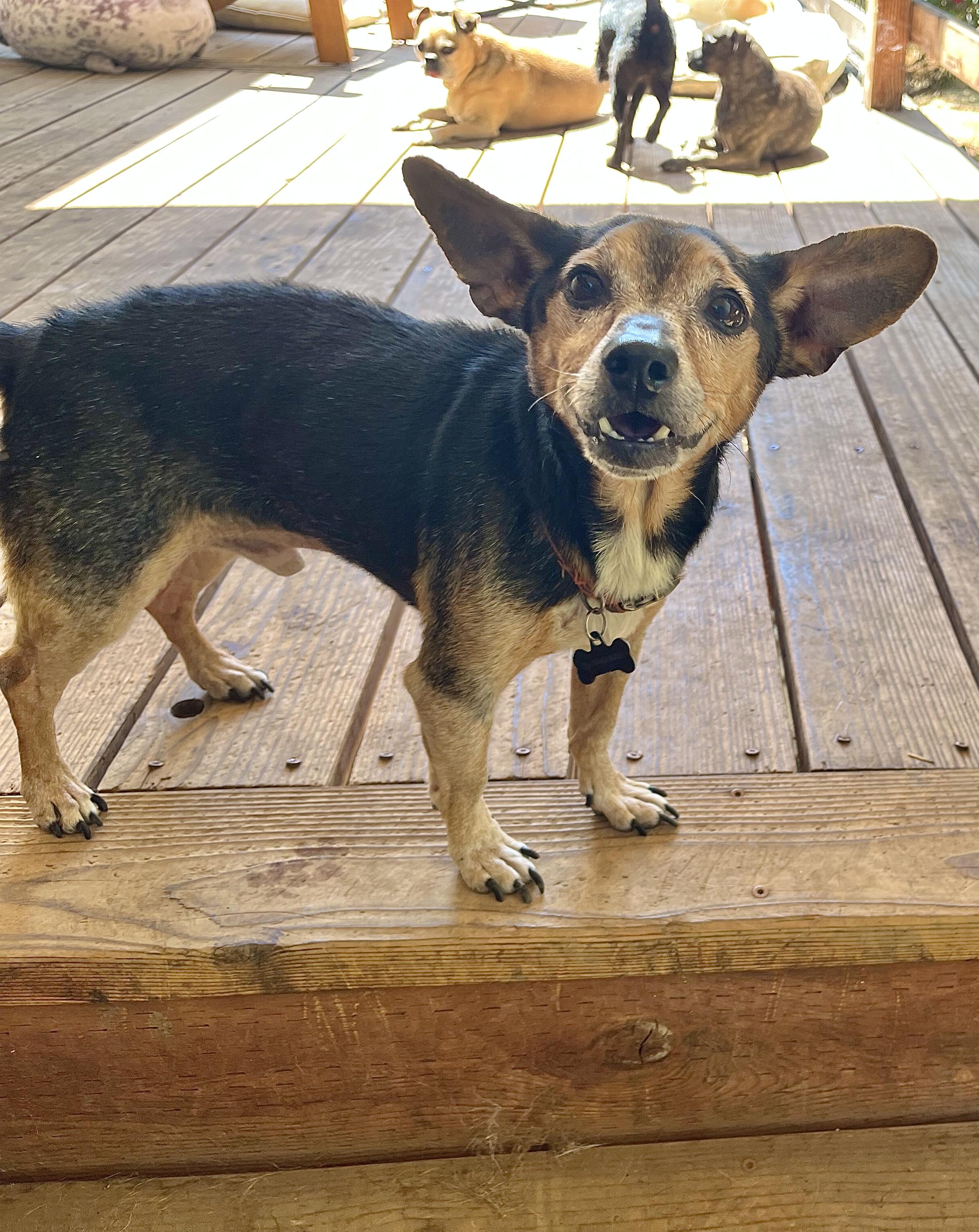 Enlarge Rocco, a Adopted mixed breed in Chico, CA image 5/6