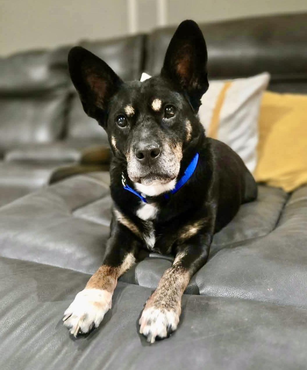 Oakley , Adoptable, Senior Male Australian Kelpie.