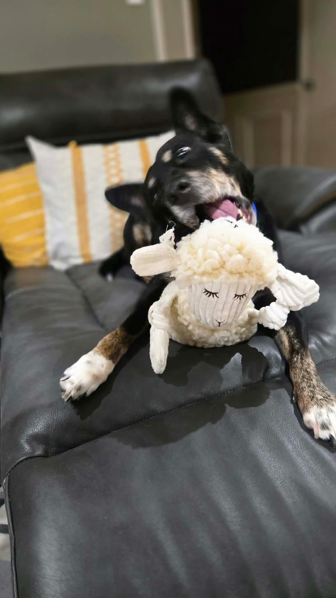 Enlarge Oakley , a Adoptable mixed breed in Benbrook, TX image 4/4