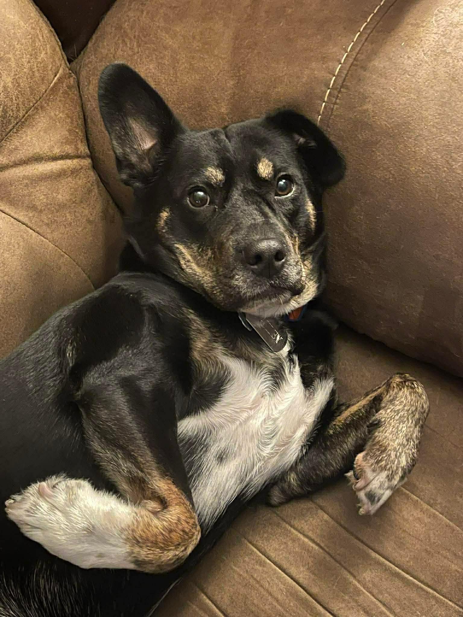 Enlarge Oakley , a Adoptable mixed breed in Benbrook, TX image 2/4
