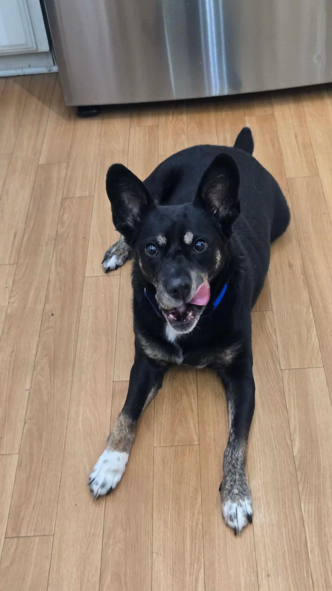 Enlarge Oakley , a Adoptable mixed breed in Benbrook, TX image 3/4