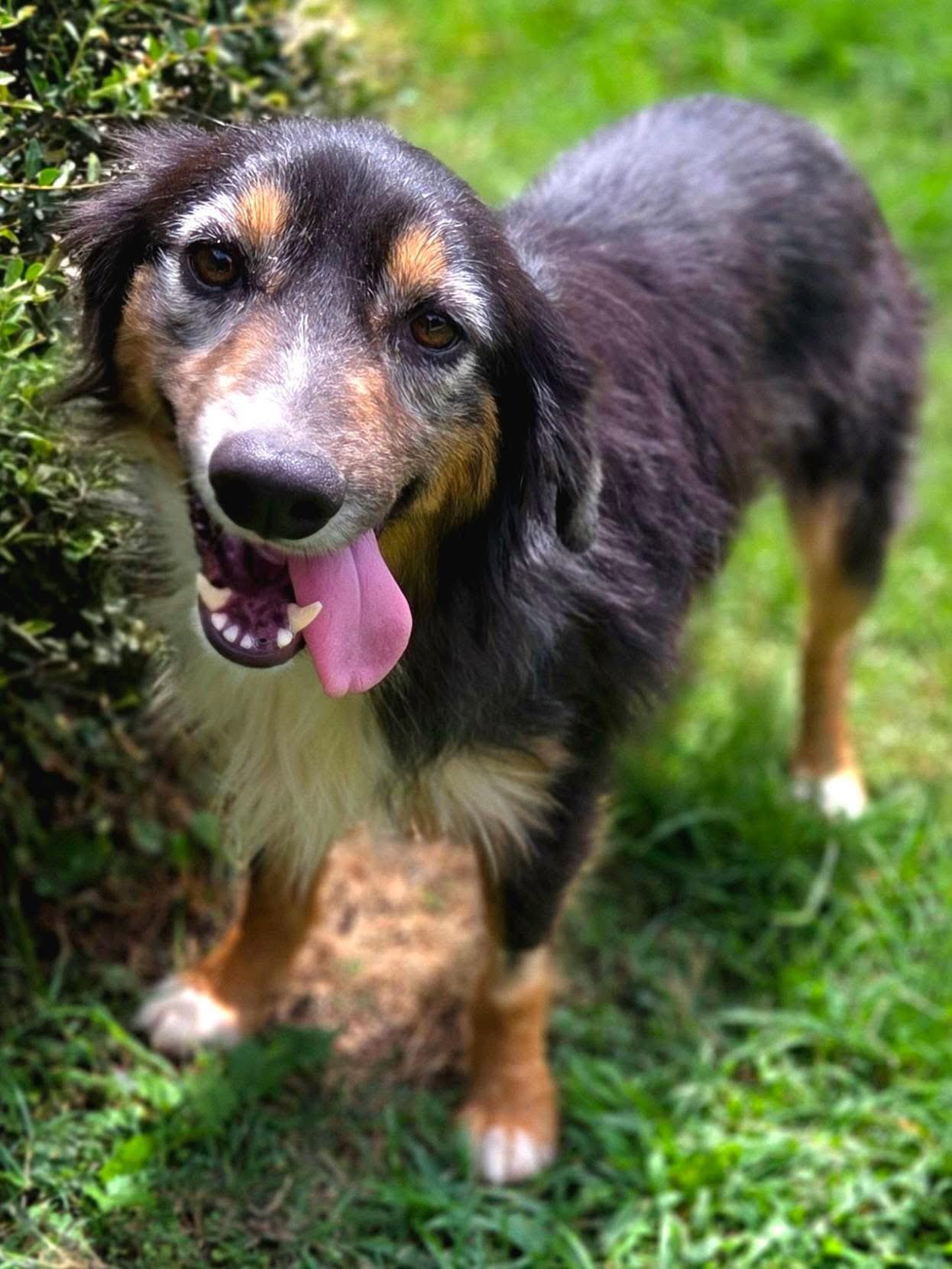 Trevor, a ADOPTABLE Australian Shepherd in Mendham, NJ image 3/5