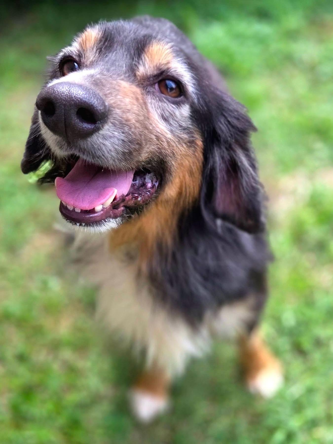 Trevor, a ADOPTABLE Australian Shepherd in Mendham, NJ image 4/5