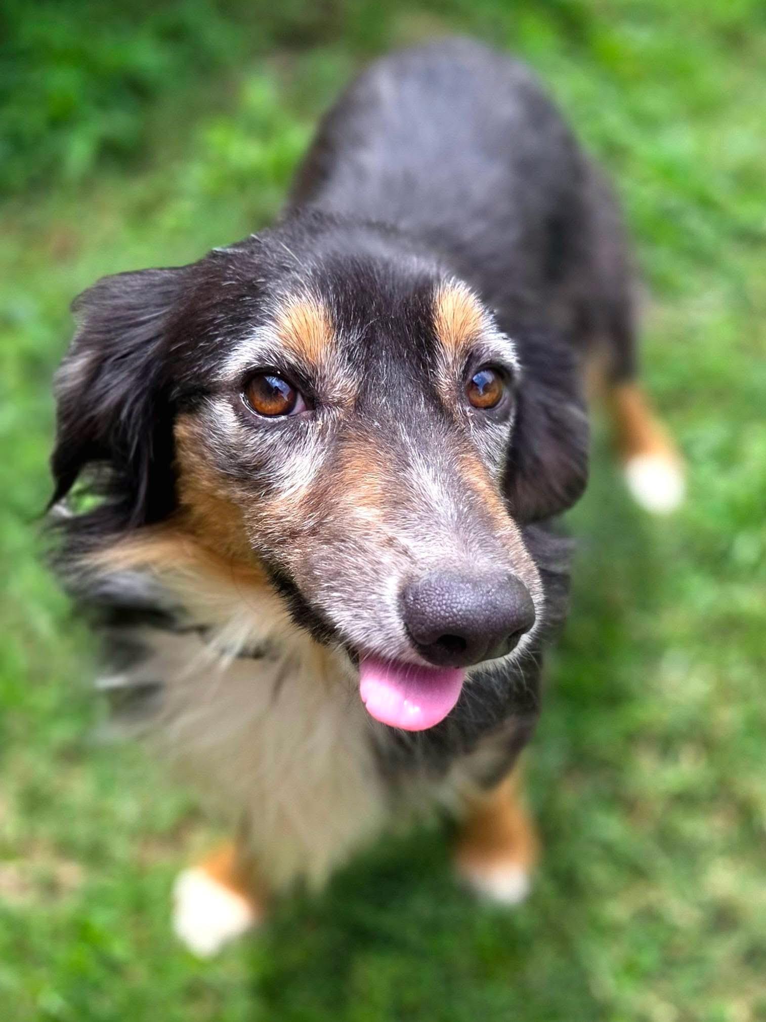 Trevor, a ADOPTABLE Australian Shepherd in Mendham, NJ image 5/5