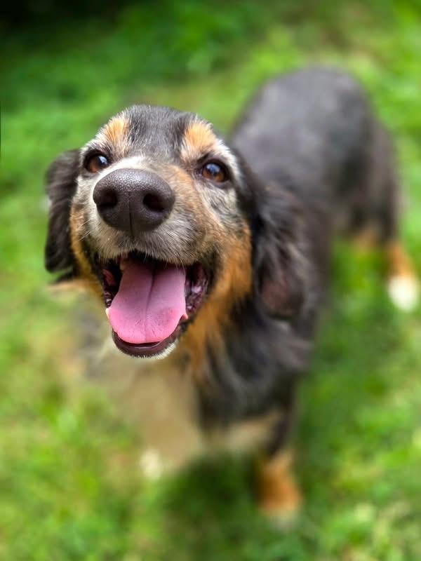 Trevor, a ADOPTABLE Australian Shepherd in Mendham, NJ image 2/5