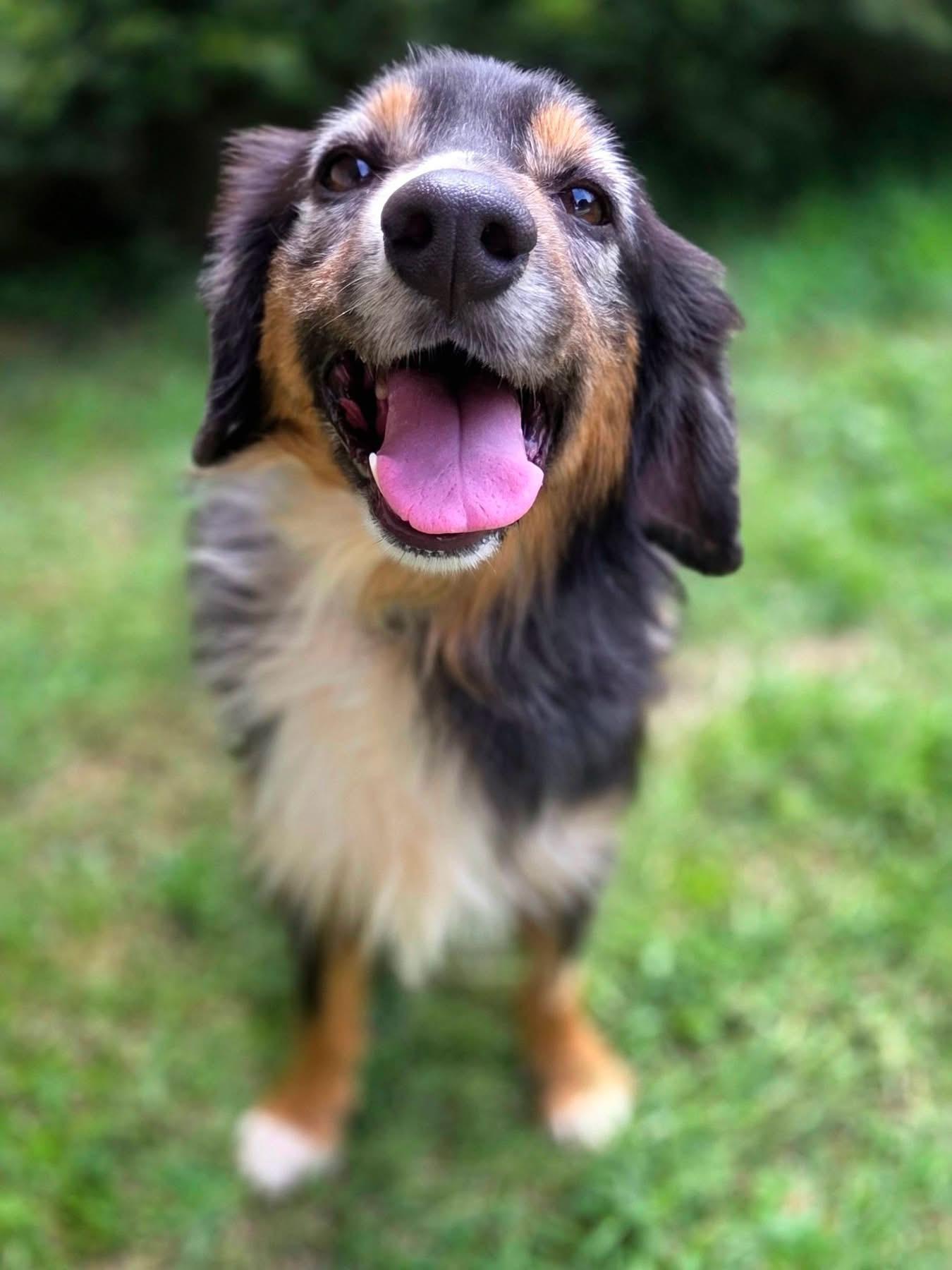 Trevor, ADOPTABLE, Adult Male Australian Shepherd.