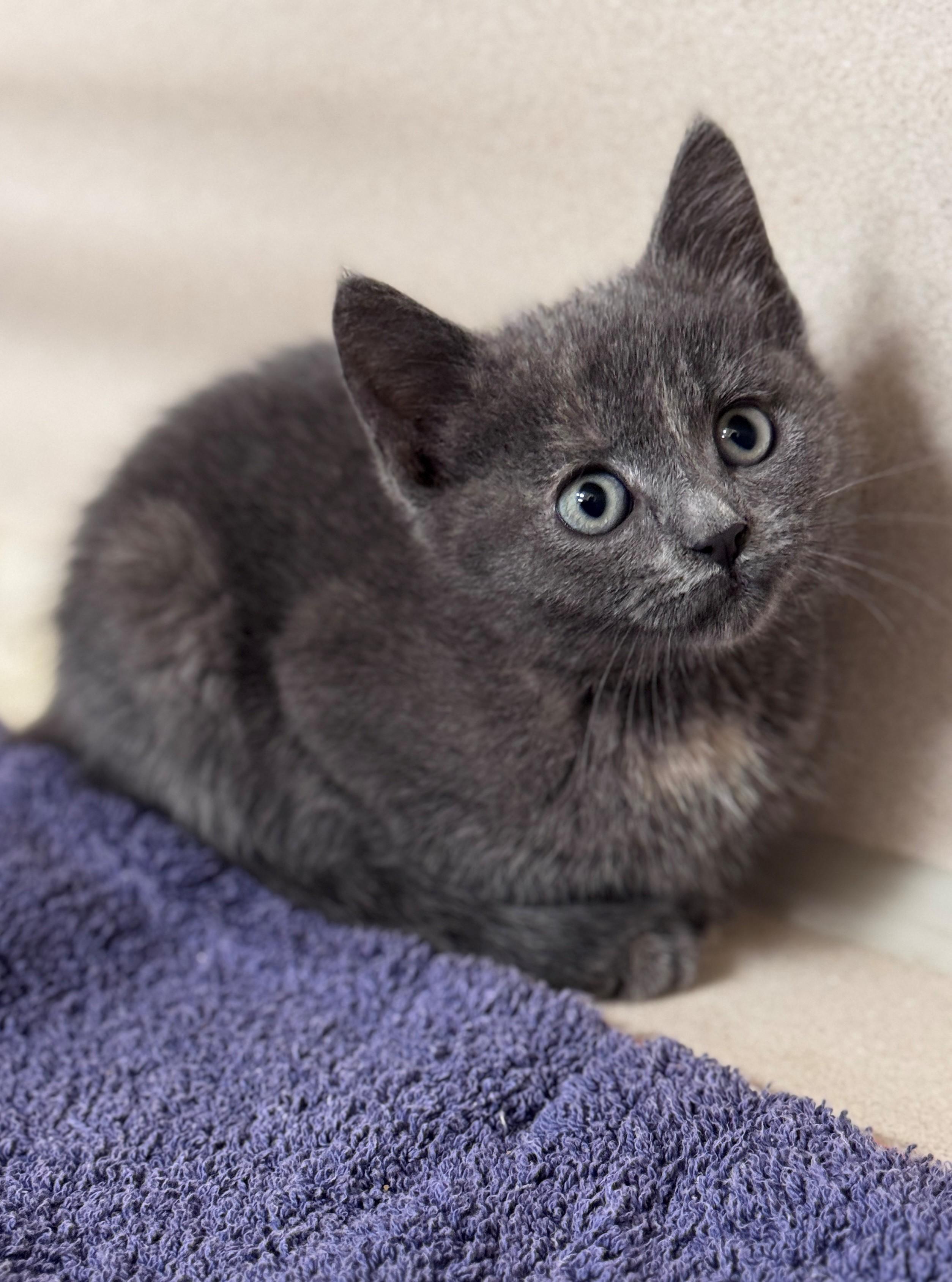 Fox, ADOPTABLE, Kitten Female Domestic Short Hair.