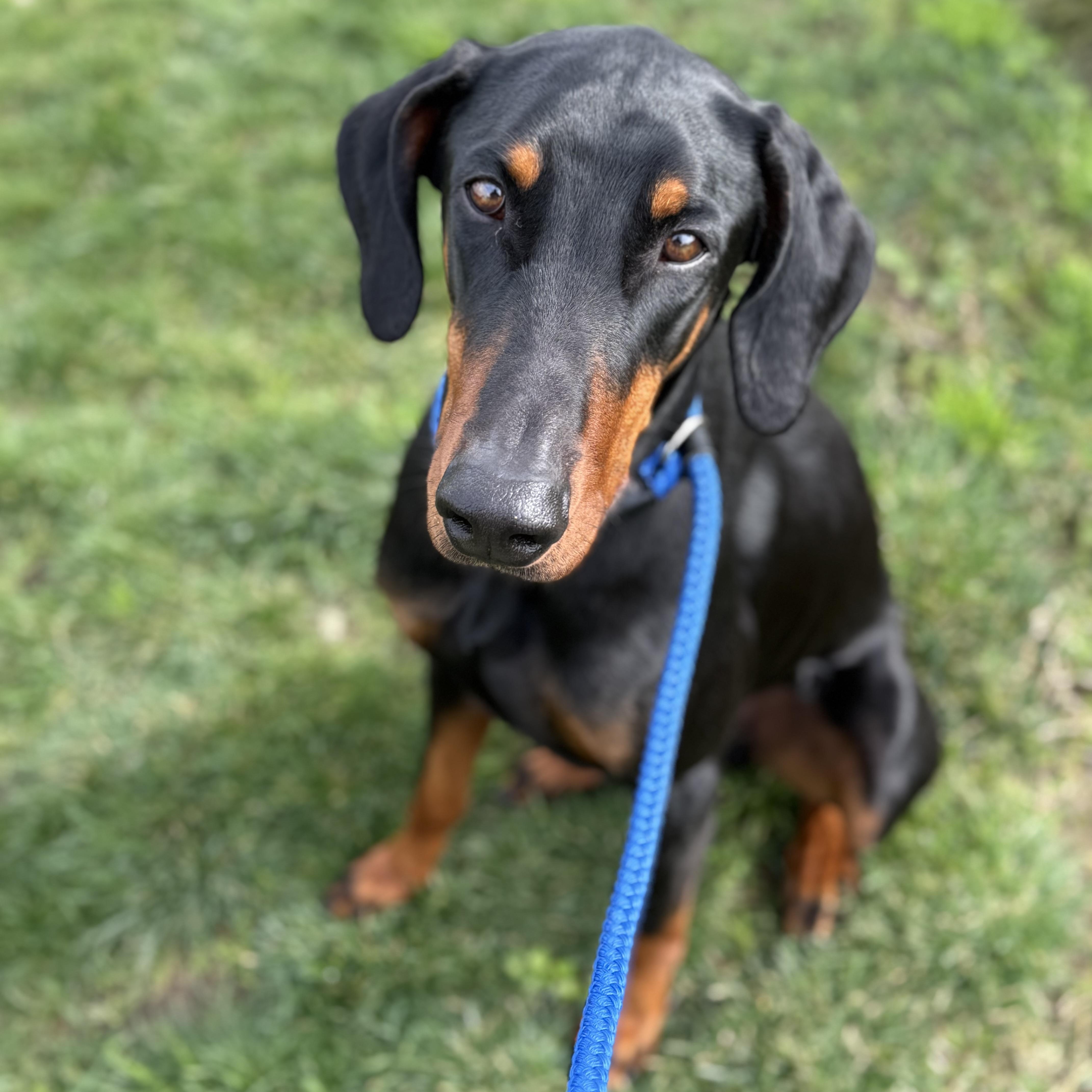 Enlarge Duke, an adopted Doberman Pinscher in Oakdale, CA image 1/1