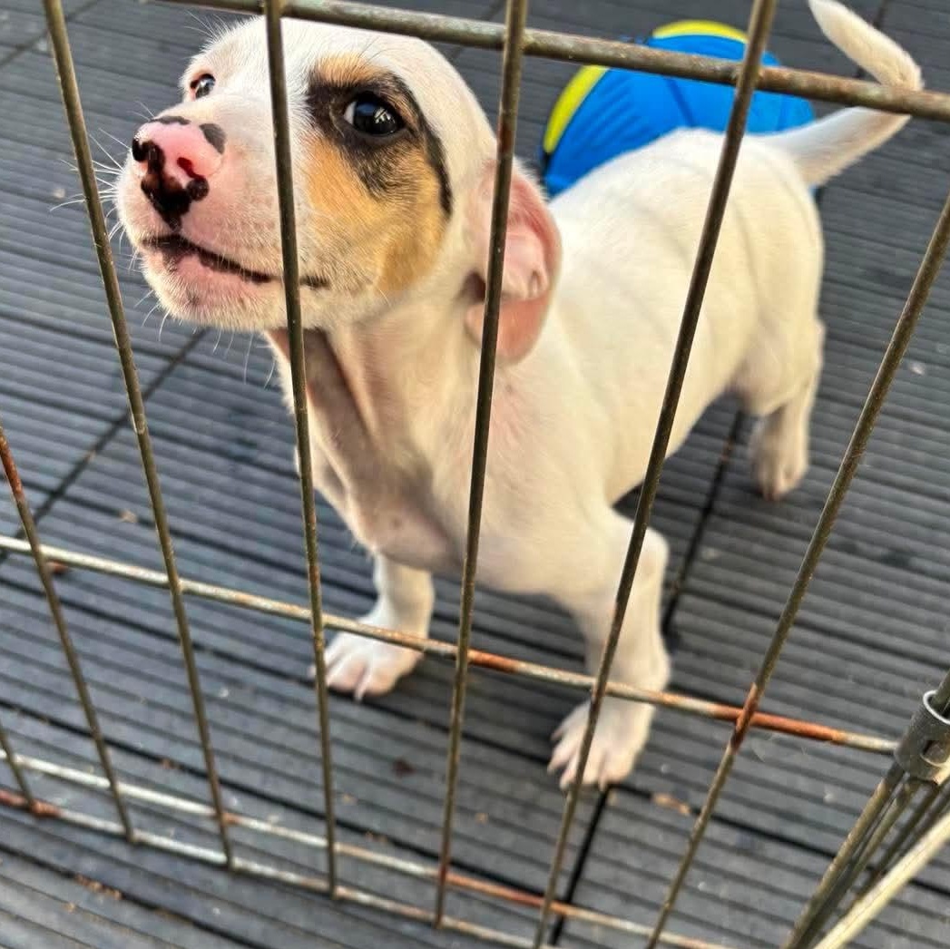Kai, a ADOPTABLE mixed breed in Eaton Rapids, MI image 2/6