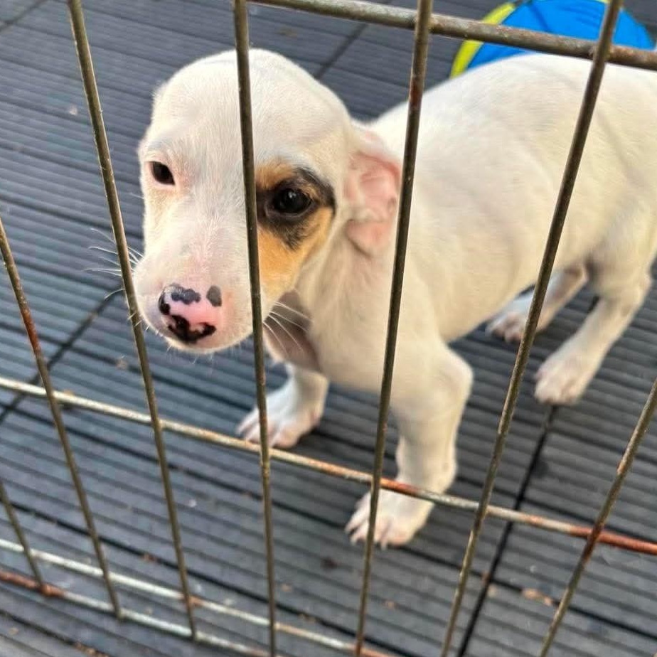 Kai, ADOPTABLE, Puppy Male Rat Terrier & Terrier.