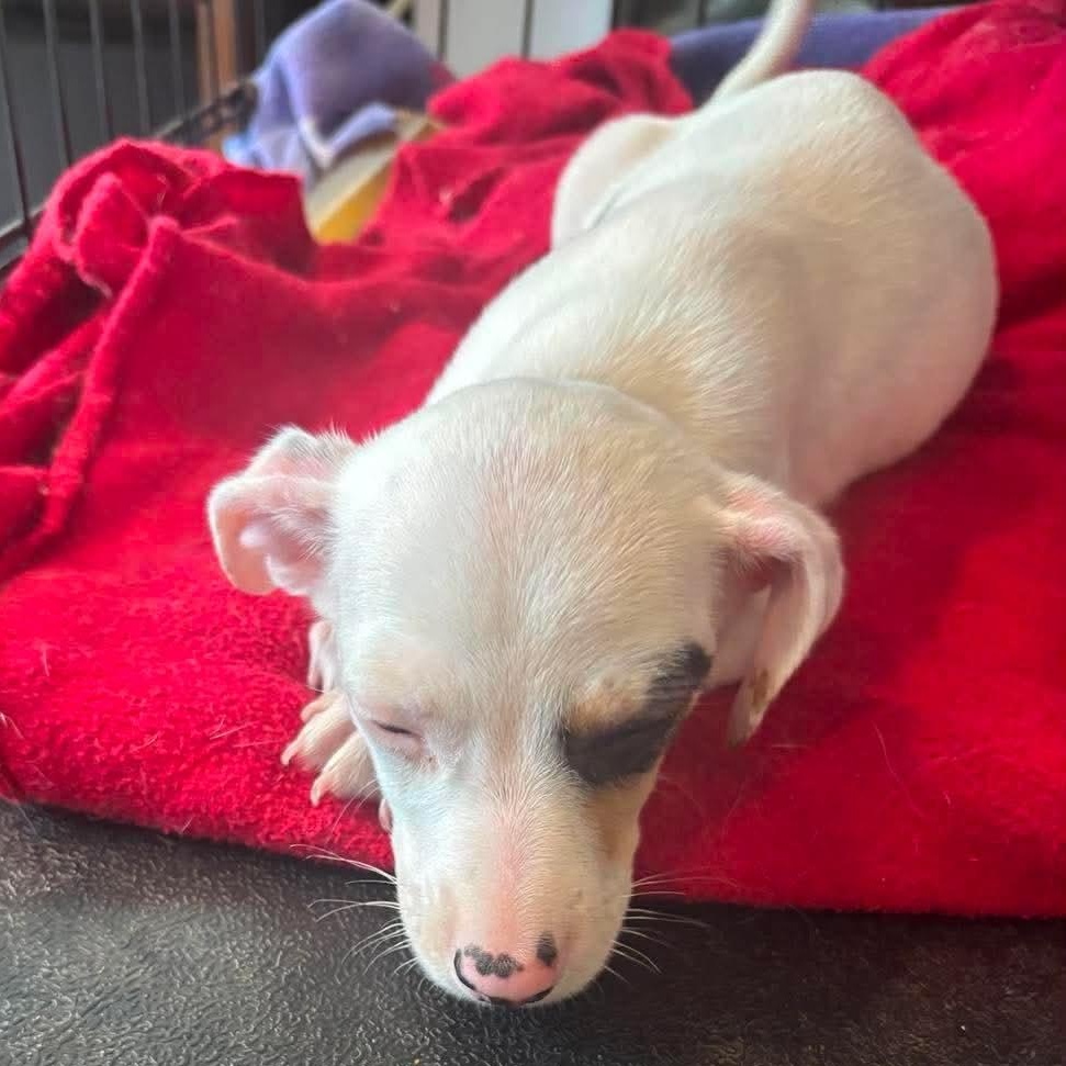 Kai, a ADOPTABLE mixed breed in Eaton Rapids, MI image 5/6