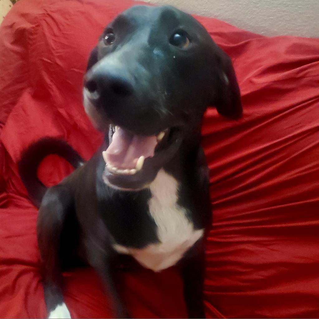 Dog for adoption Bailey JR, a Black Labrador Retriever Mix in St