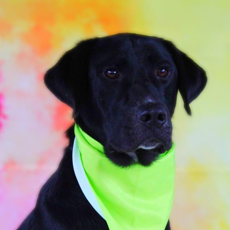 Dog for adoption Bailey JR, a Black Labrador Retriever Mix in St