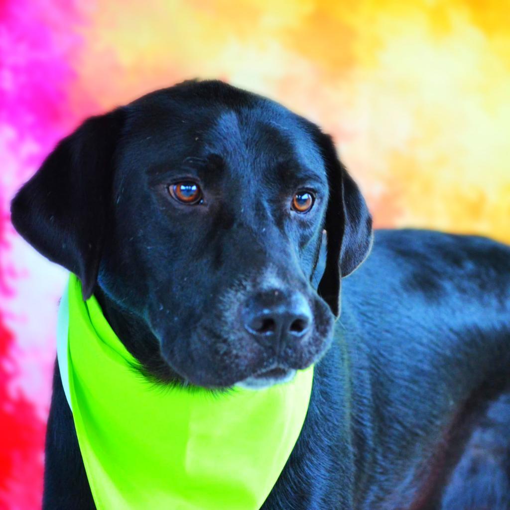 Dog for adoption Bailey JR, a Black Labrador Retriever Mix in St