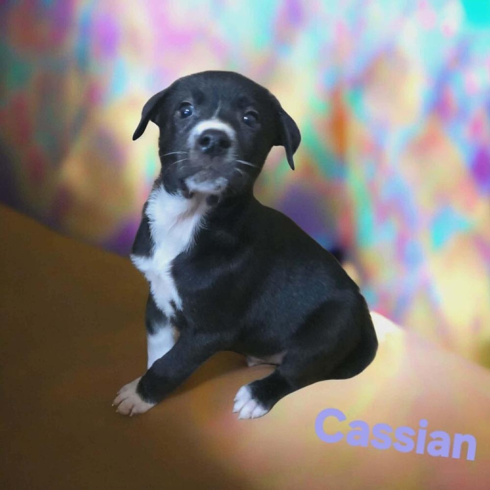 Enlarge Cassian, a Adoptable mixed breed in Wolcott, CT image 1/3