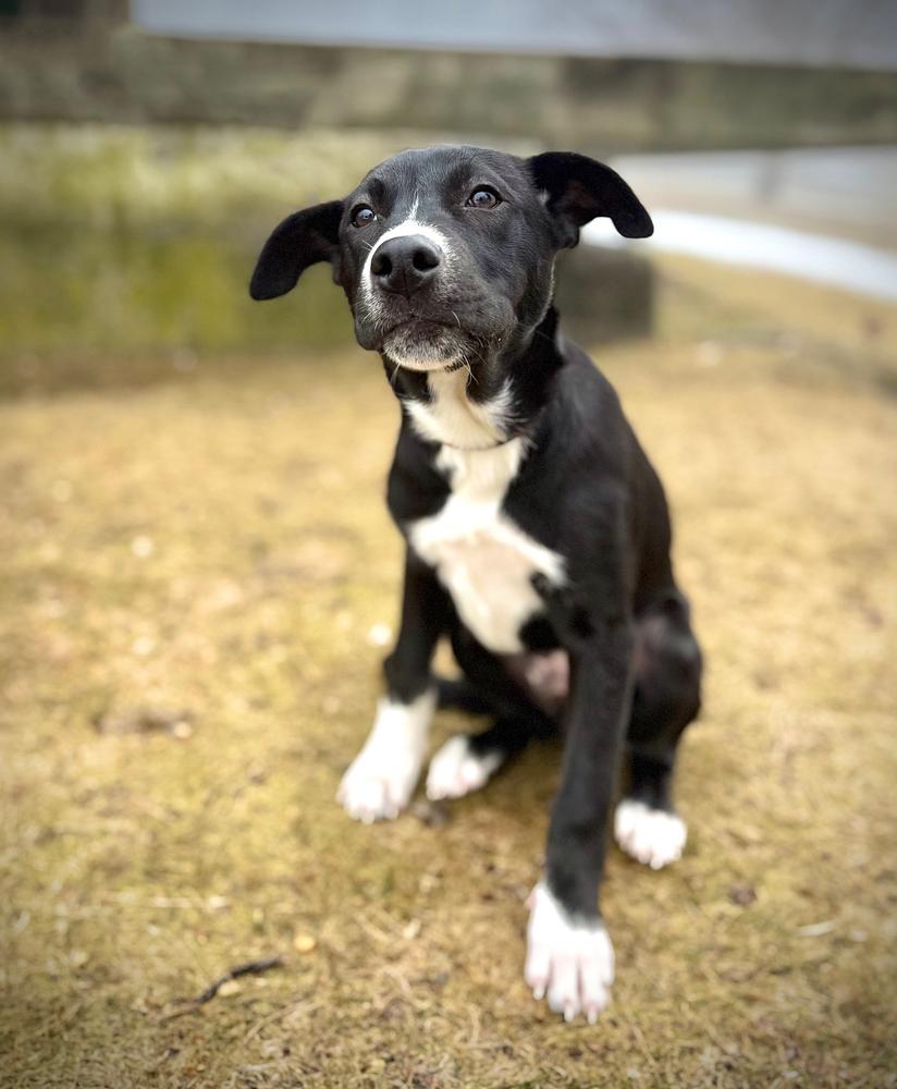 Enlarge Cassian, a Adoptable mixed breed in Wolcott, CT image 1/6