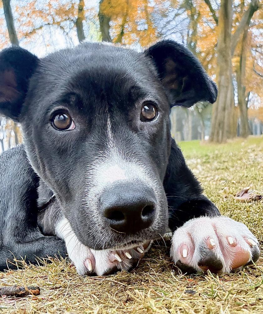 Enlarge Cassian, a Adoptable mixed breed in Wolcott, CT image 2/6