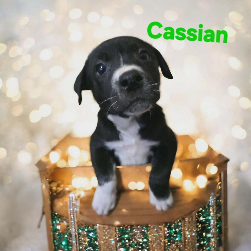 Enlarge Cassian, a Adoptable mixed breed in Wolcott, CT image 2/3