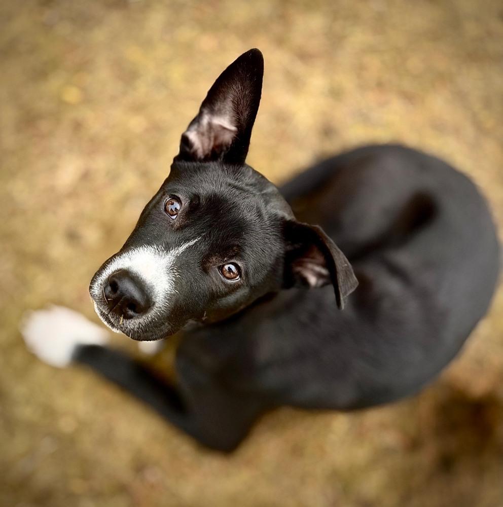 Enlarge Cassian, a Adoptable mixed breed in Wolcott, CT image 3/6