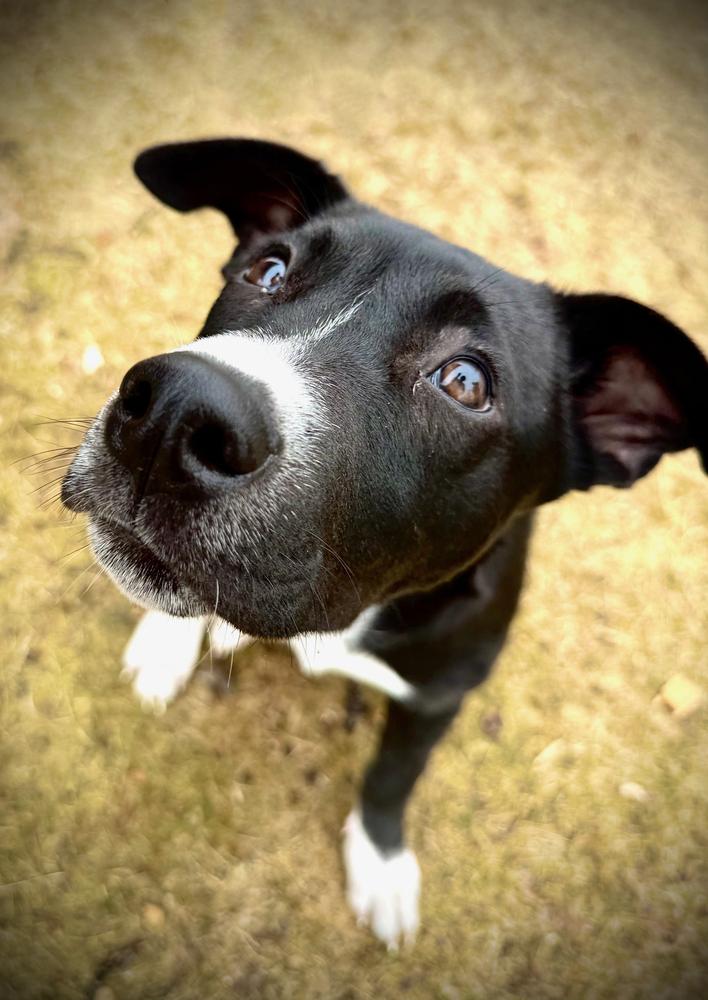 Enlarge Cassian, a Adoptable mixed breed in Wolcott, CT image 4/6